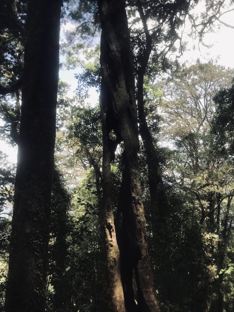 Jalur pendakian gunung batukaru via pura malen
