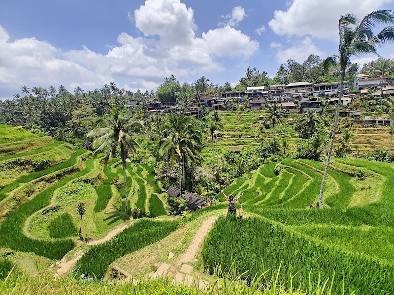 Tegallalang Rice Terrace