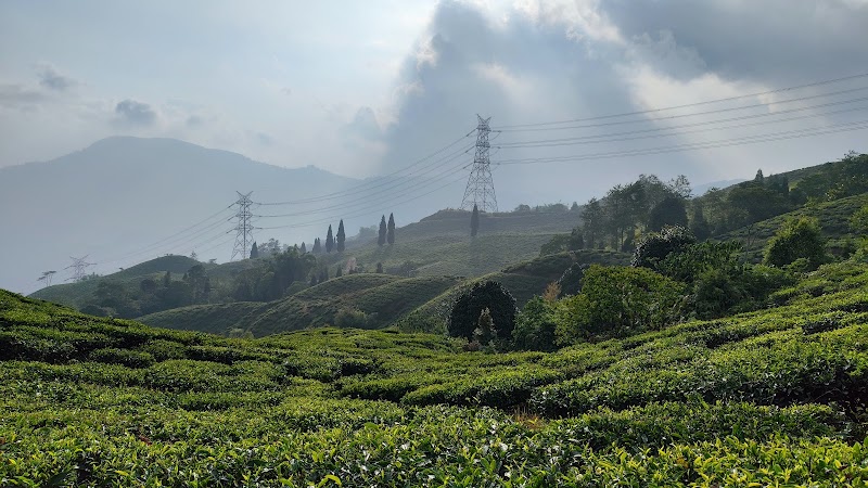 Happy Valley Tea Estate