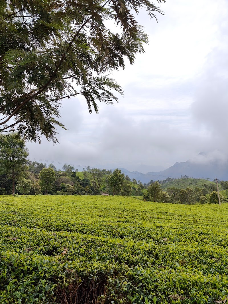 Lamb's Rock Tea Garden View Point