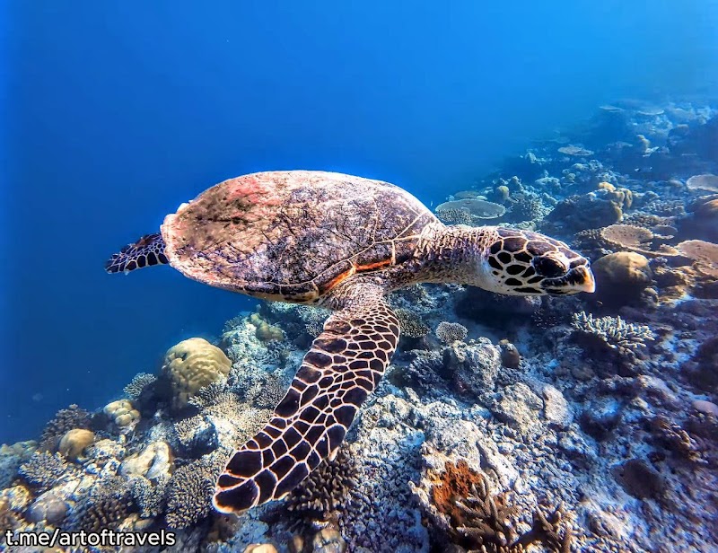 Banana Reef K.Guraidhoo