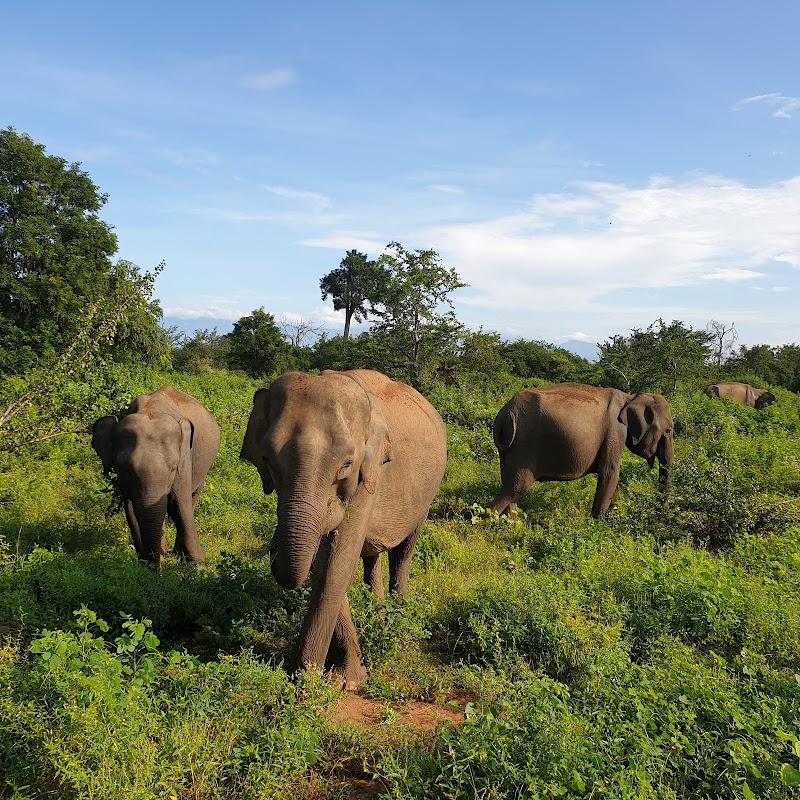 Udawalawe National Park