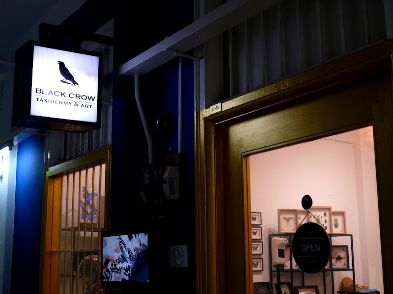 Black Crow Taxidermy & Art