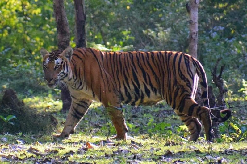 Nagarahole Tiger Reserve