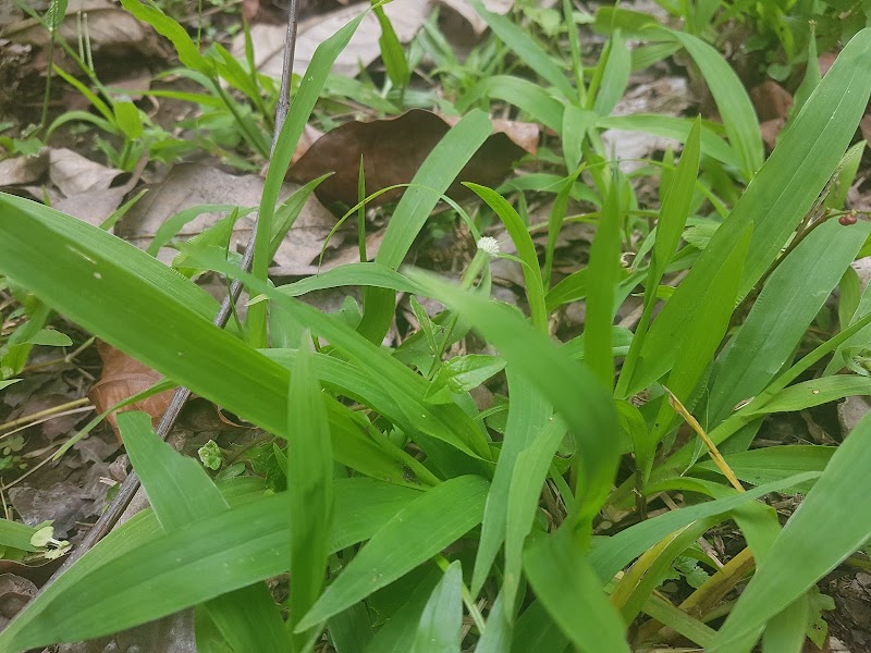 WakaLandCruise Bamboo Restaurant