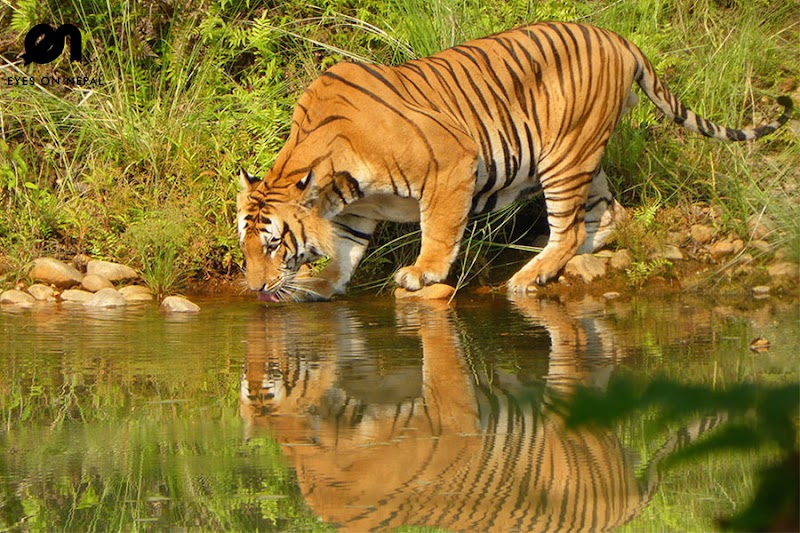 Bardiya National Park