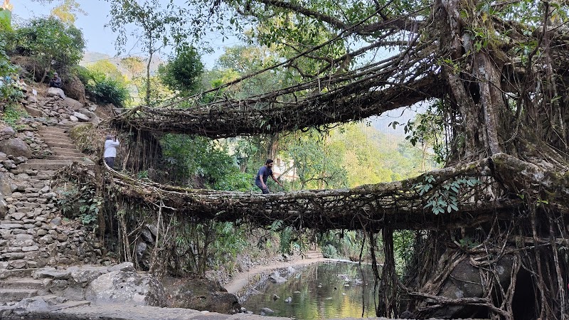 Living root bridge trekking point