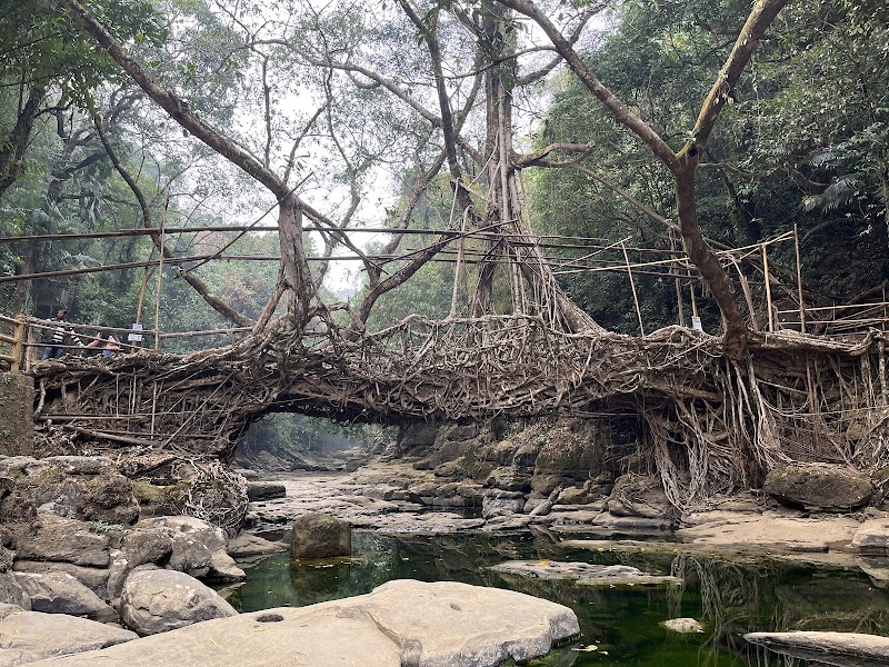 Single Root Bridge