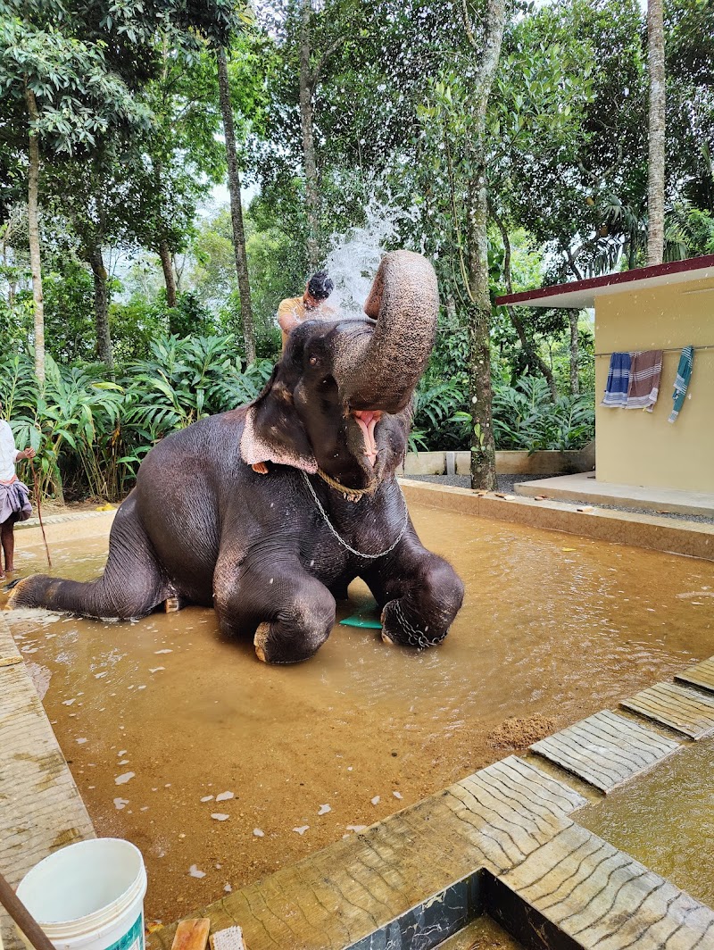 Kalpavanam Elephant Park, Thekkady - Elephant Safari and Bath