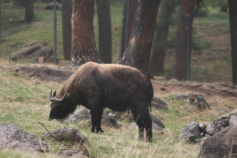 Royal Takin Preserve Motithang