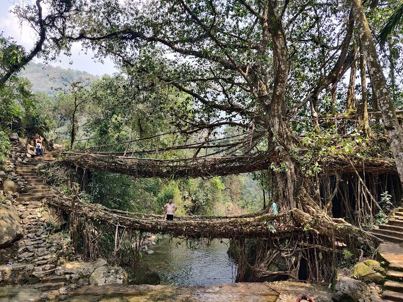 Double Decker Living Root Bridge