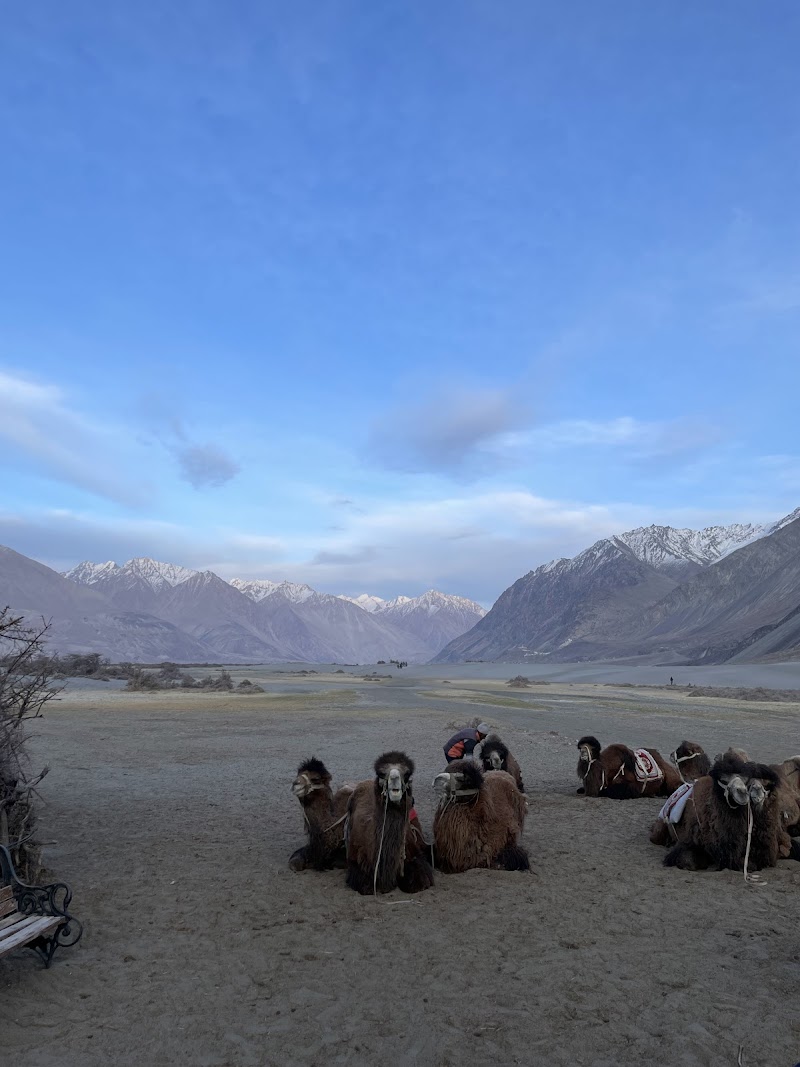 Sand Duner- Camel Ride