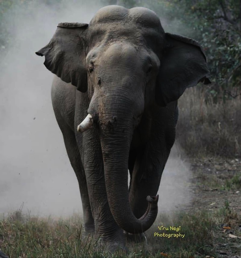 Jungle Safari Rajaji National Park