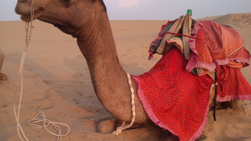 Desert Safari Camping Jaisalmer